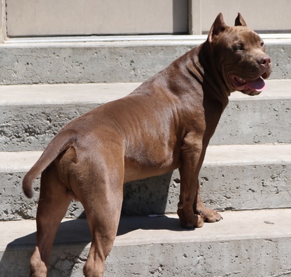 Rugged ROOK of Valley Bullies