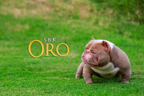 SBK Oro of (not available)