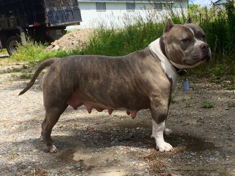 SBK’S BABY GIRL of ASYLUM of Asylum Bulldogs