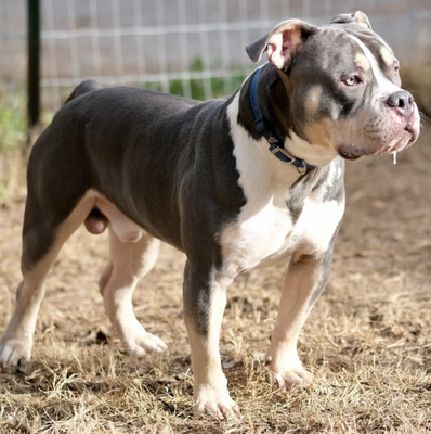 SDK's Stryker of Southern Drawl Kennels