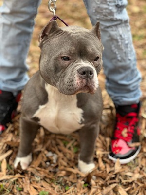 Shelby Bleu of Rich Bully Kennels of Rich Bully Kennel Club