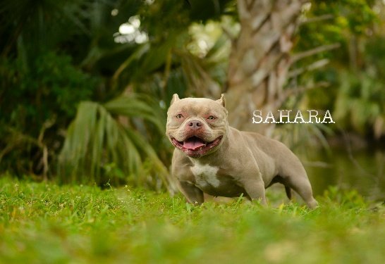 Simmonsâ€™ Sahara of (not available)