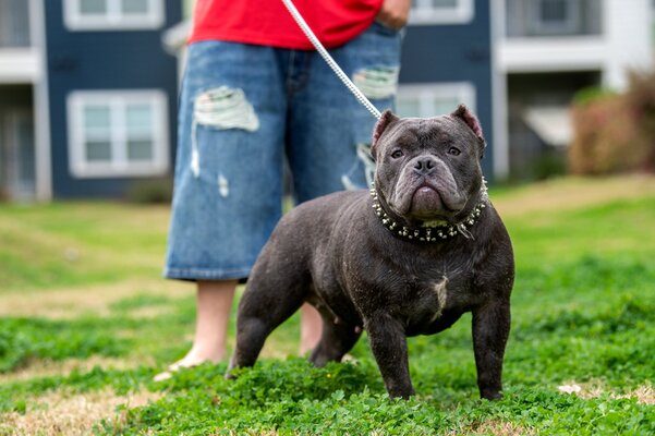 SISSY of Austins finest bullyz kennel