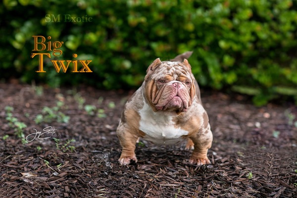 SME BIGTWIX of Self motivation Exotic Bully’s