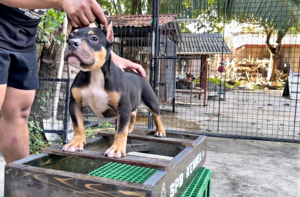 SPBK GUNNER of Silent Professional Bully Kennel