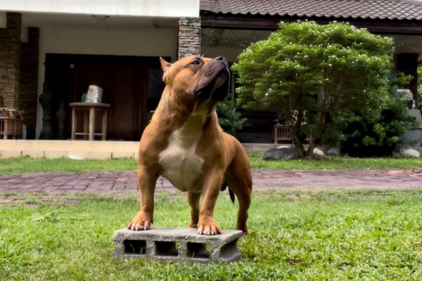 SPBK WAGYU OF DDB of Silent Professional Bully Kennel