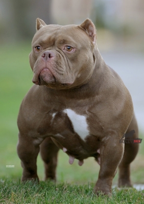 SSS Bullies Sweet Honey Bunz of (not available)