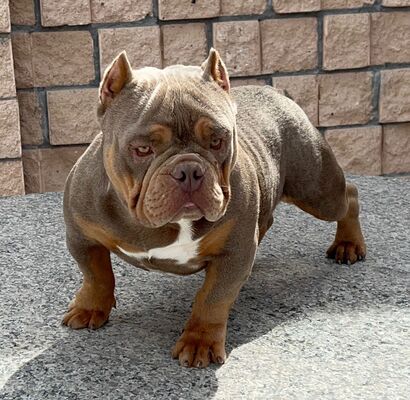 SUPER’S KENNEL ROCA of (not available)