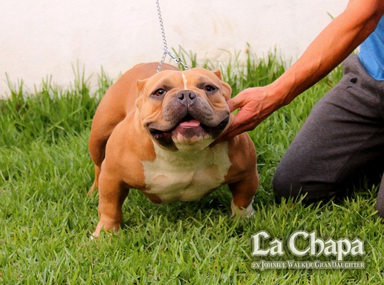 Superbully’s La Chapa of (not available)