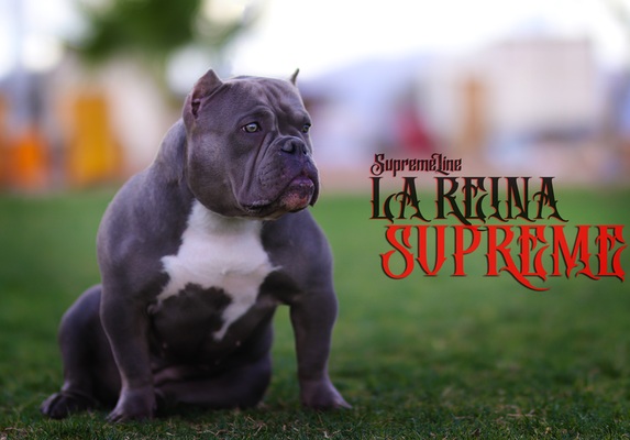 SupremeLine’s La Reina Supreme of (not available)