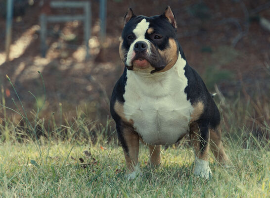 Tamtuff Bullies Zeke of The Bullys Playground