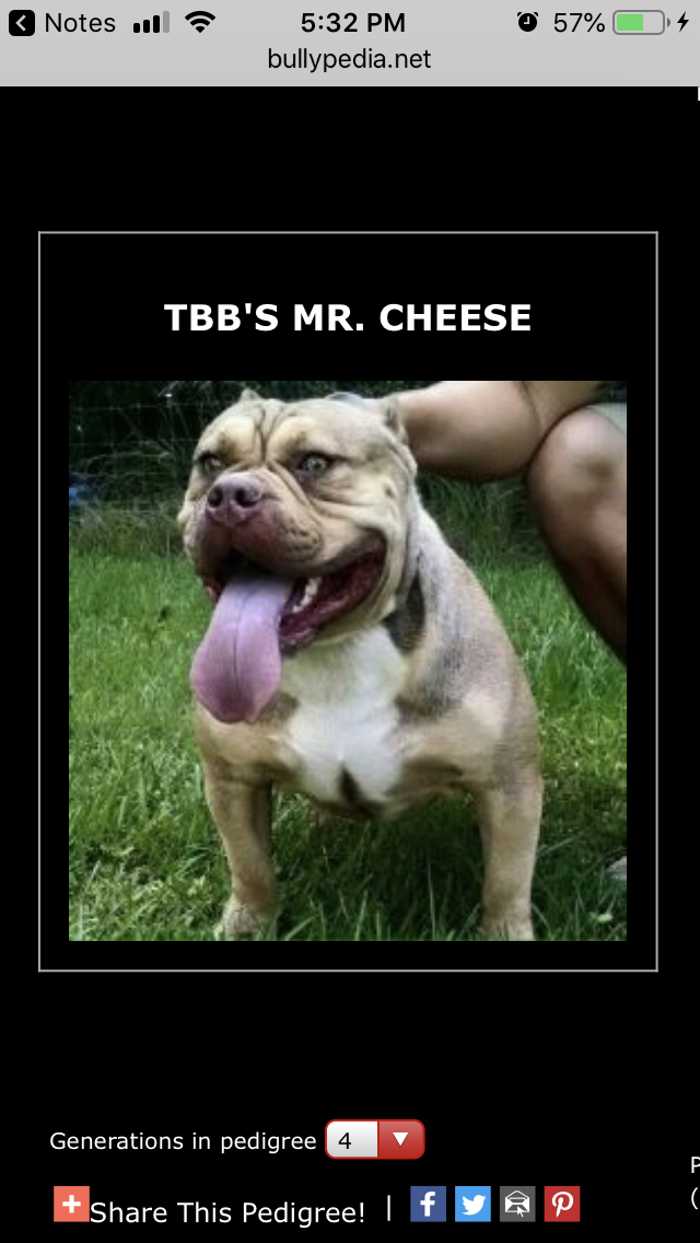 Tbbâ€™s Mr. Cheese of (not available)