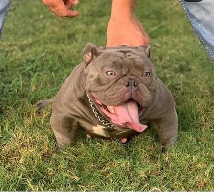 TBC Zara of Texas Bully Camp