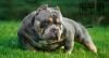 TBK HQ BULLYS PRETTY BOY of (not available)