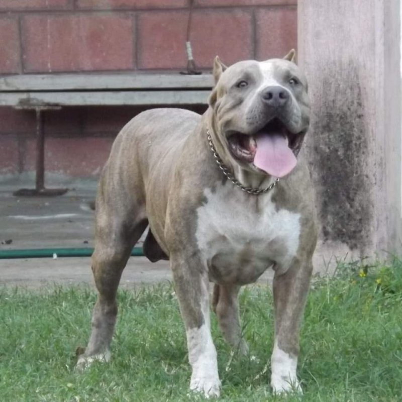 TBXL Kento of TABASCO BULLY XL