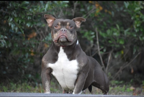 TCB Beastro's Lil SPice Girl of SM Bullies & Triple Crown Bullies