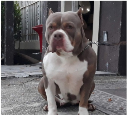 TCB Demon Girl of SM Bullies & Triple Crown Bullies