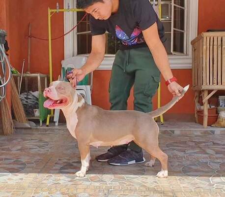 TEAM AZKALS KIMANA of SILENT PROFESSIONAL BULLY KENNEL