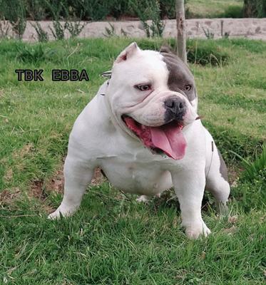 TESLA BULLS EBBA of TESLA BULLS KENNEL