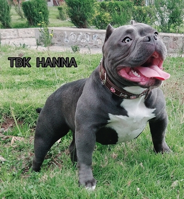 TESLA BULLS HANNA of TESLA BULLS KENNEL