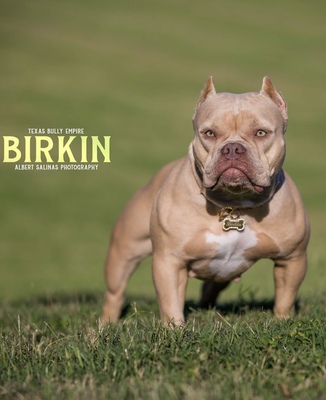 Texas Bully Empire Hermés Birkin of TexasMicroBullys