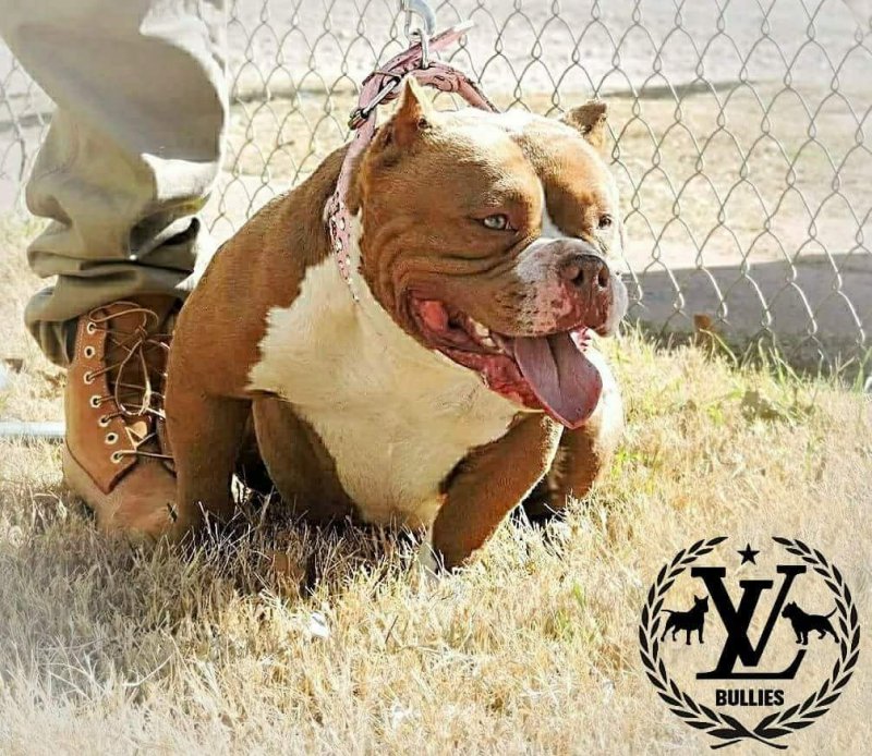 Tha League LV Bullies Mizz Bambi of LV Bullies