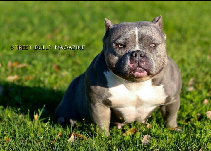 THB LA FEMME NIKITA (KIKI) of Texas House of Bullies/ Newbreed