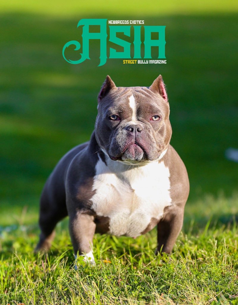 THB’S ASIA of Texas House of Bullyz