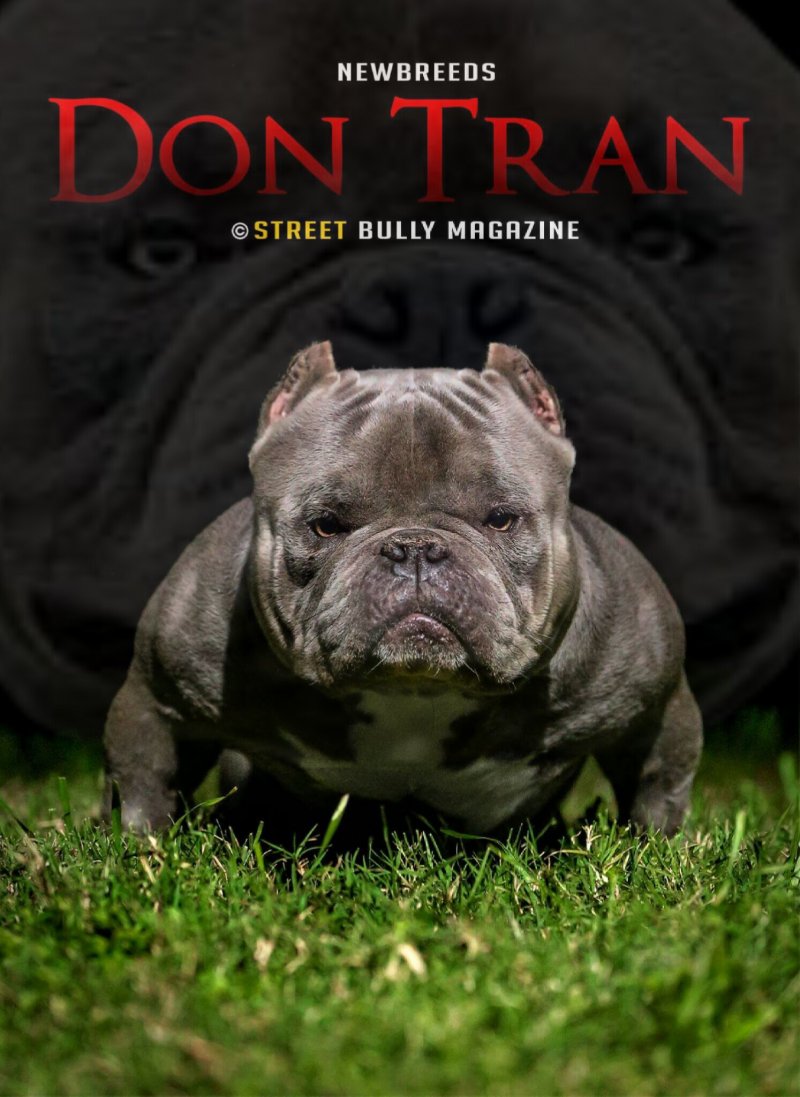 THB’S DON TRAN of TEXAS HOUSE OF BULLYZ