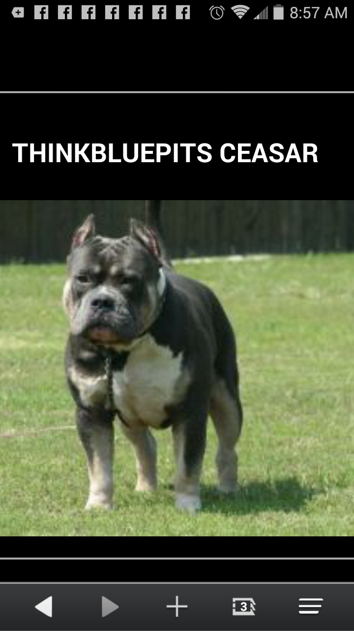 thinkbluepits ceasar of (not available)