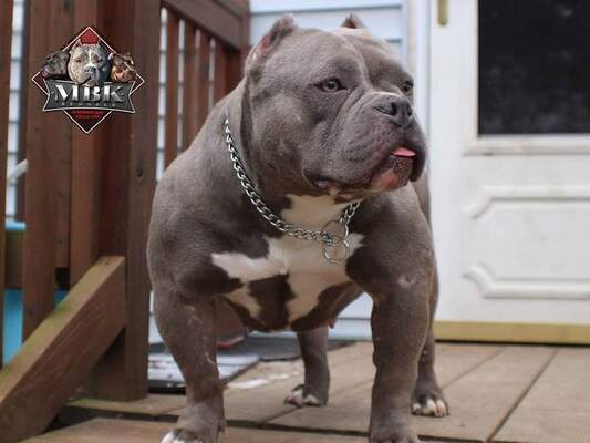 Time Bomb Bullies Caprice of MBK Kennels