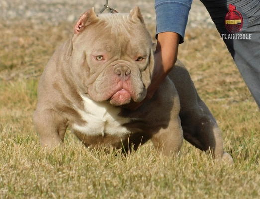 Tlahuicole of Aztlan Bully Foundation