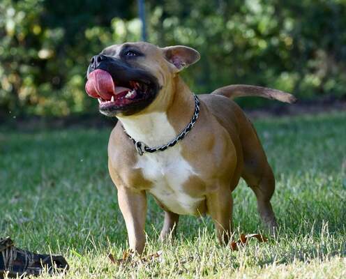 TLK'S BELLA of TOPLINE_KENNELS