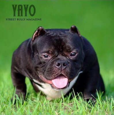 Tony Yayo of H2bullydynasty of (not available)