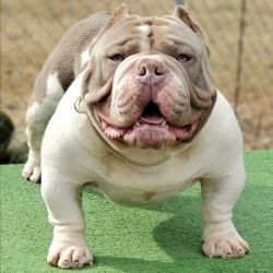 TOPBREED'S CRUNCH TIME of Top Breed Bullies