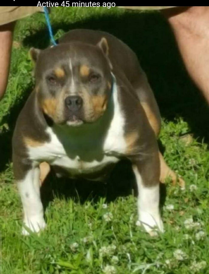 TRI COUNTY BULLIES Jada of (not available)