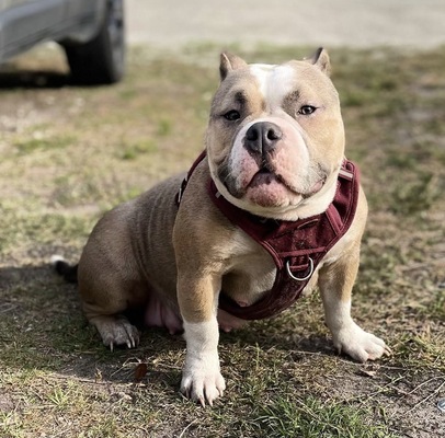 TRINA of ABM BULLY KENNEL