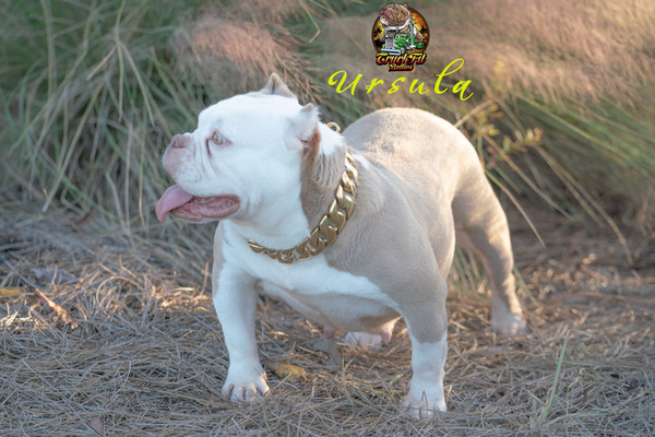 TruckFit Bully’s Ursula of TruckFit Bullies