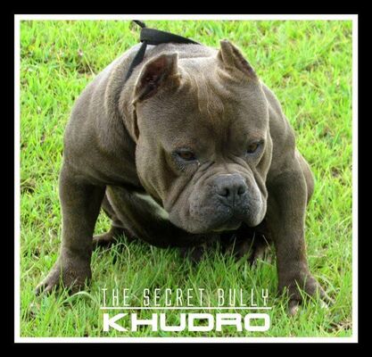 TSB KHUDRO of The secret bully