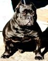 TX XTREME BULLIES UNDERTAKKER of (not available)