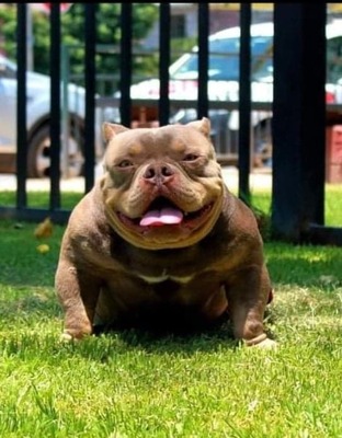 Venom Og of Bully Seed Kennel