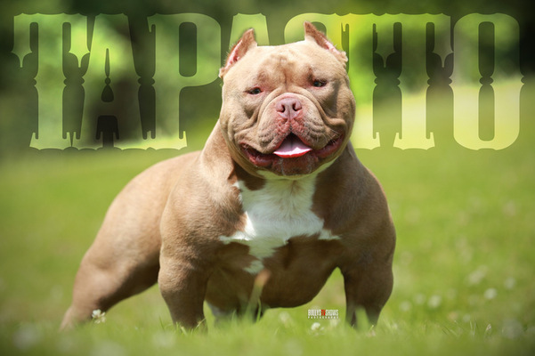 VIPEON TAPASITO of Adkinz Bullyz UK