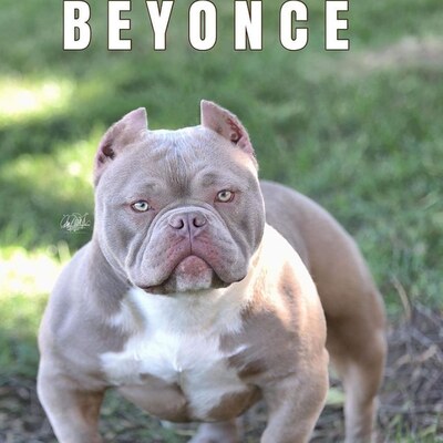 WCBU Beyonce of (not available)