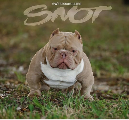 WDB SNOTT of Weedoo bullies