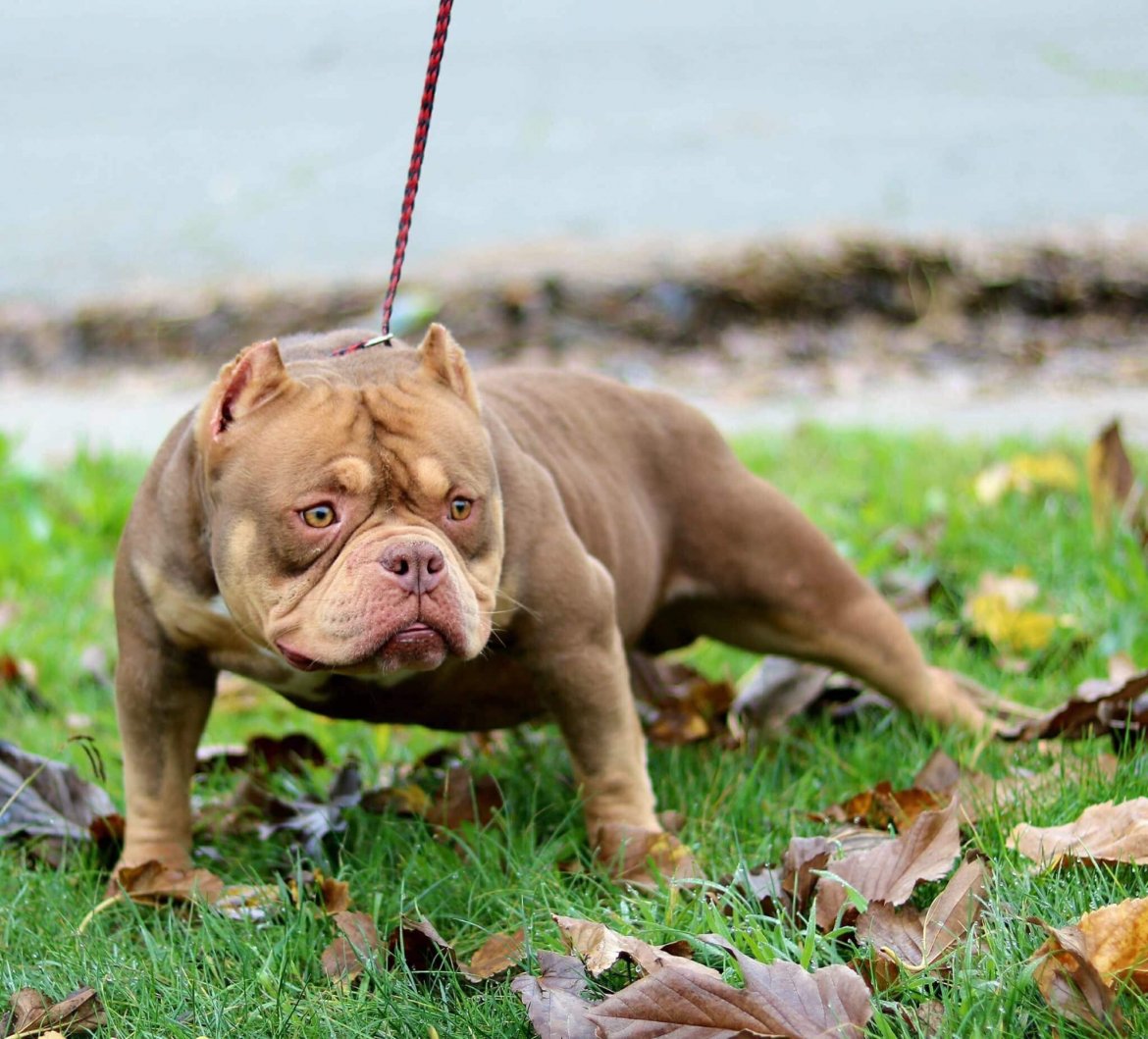 WestlineBullies HENERAL2 of WestlineBullies