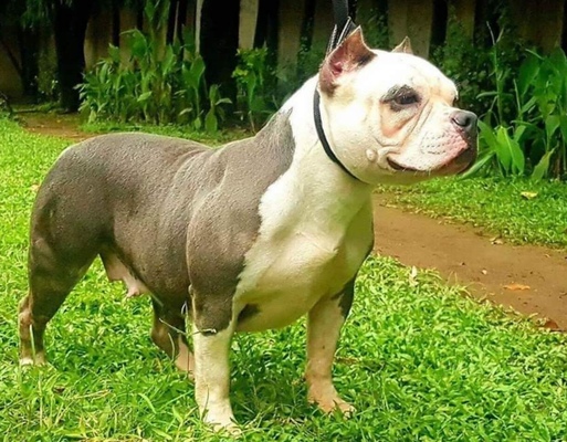 WestlineBullies Pepper of (not available)