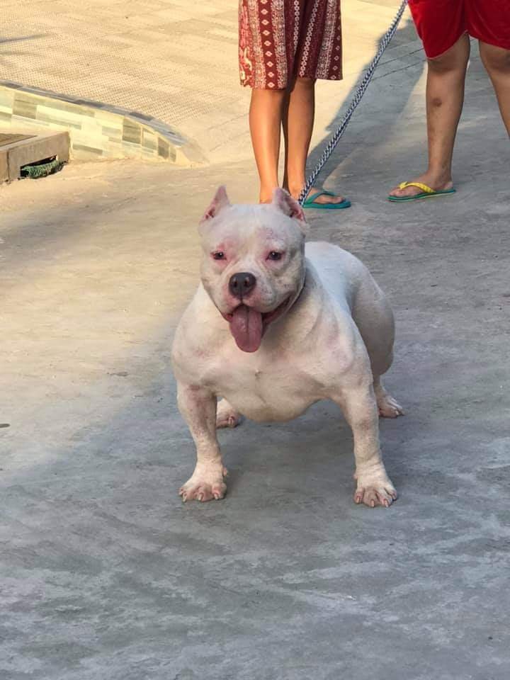 WestlineBullies whitelady of WestlineBullies