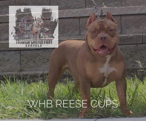 WHB REESE CUP of TRANSFORMATION KENNELS