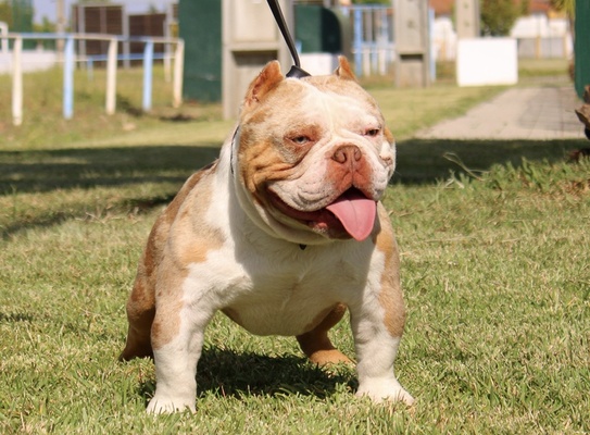 Wolverine of Superbully Kennel of (not available)