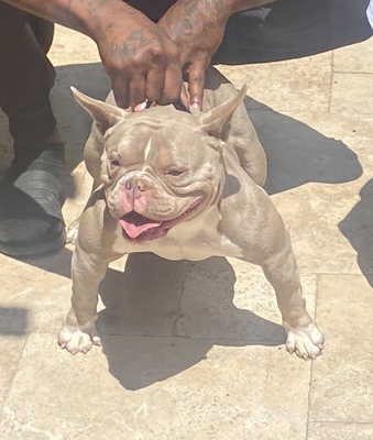 Z6b Tiny of Zone 6 bullies